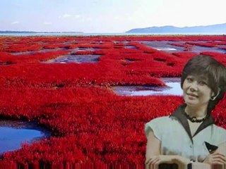 サンゴ草咲く日に（能取湖・網走）・・芹洋子