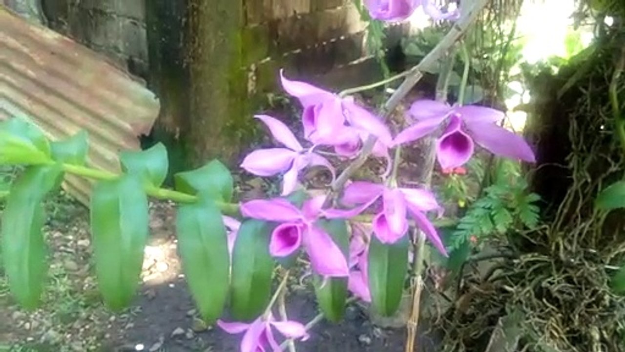 Latigo