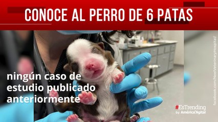 Conoce al  perro 6 patas