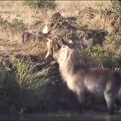 Wild Dogs Hunting Waterbuck