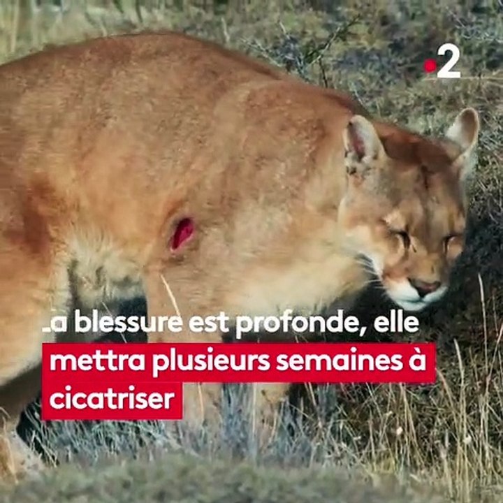 Wild Cat Hunting