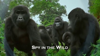 SPY IN THE WILD - S2E3 • The Islands • BBC HD 2020