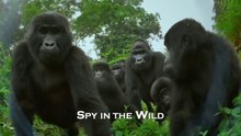 SPY IN THE WILD - S2E3 • The Islands • BBC HD 2020