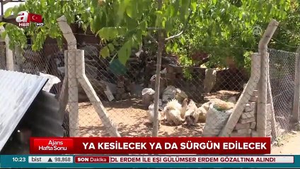 Bir garip dava: Ya kesilecek ya da sürgün edilecek!