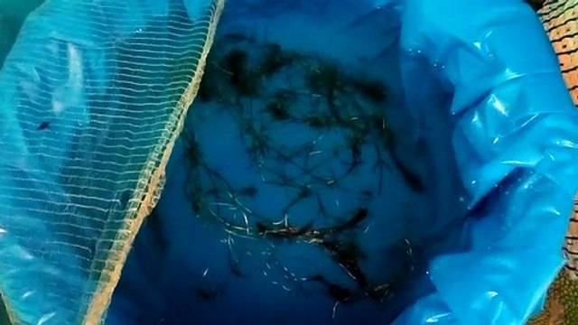 my new shark fish pond