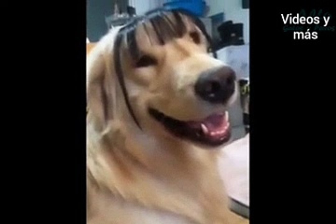 Mascotas graciosas