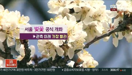 [날씨] 서울 벚꽃 공식 개화…한낮 따뜻, 대기 건조
