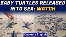 Visakhapatnam: Over 350 baby turtles released into the sea | Oneindia News