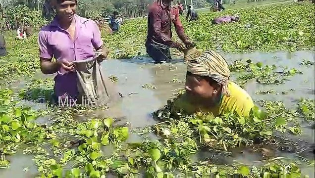 Traditional Bangladeshi Polo Fishing Polo Fishing Festival