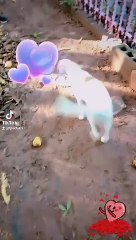 our baby  her last video 