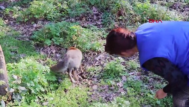 Piknikçilerle takılan tilki ellerinden simit yemeye doyamadı
