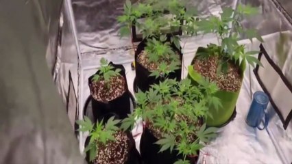 경찰, 대마 재배·마약류 유통한 30대 구속...20억 원 어치 압수 / YTN