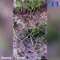 Alerte en Australie : Sydney redoute une invasion de mygales après les inondations