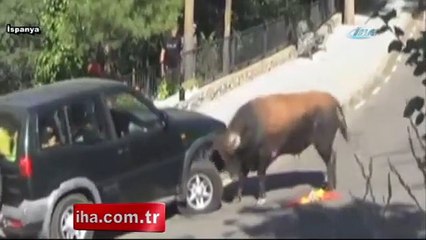 Boğa bütün öfkesini araçtan çıkardı