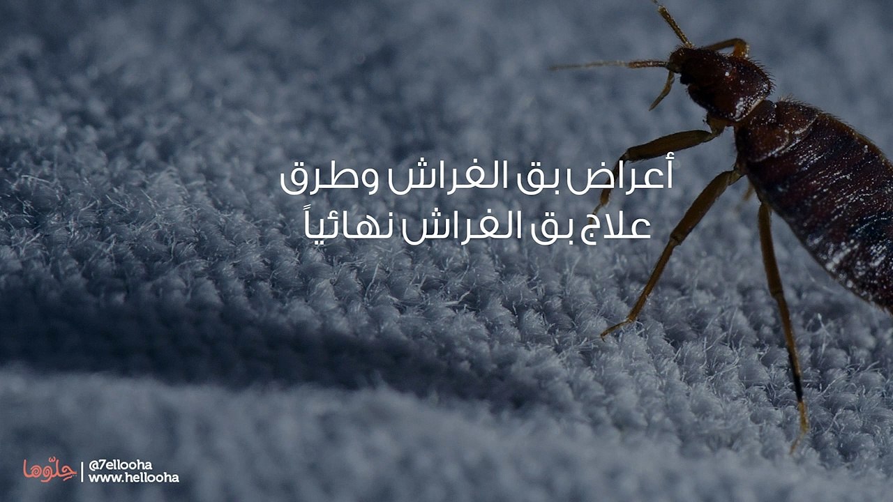 أعراض بق الفراش وطرق علاج بق الفراش نهائياً