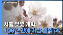 [날씨] 서울 벚꽃, 100여 년 만에 가장 일찍 개화...