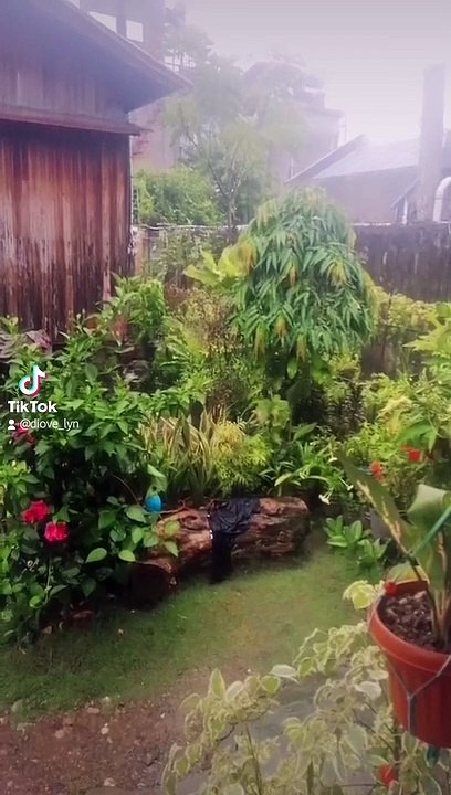 Little Garden