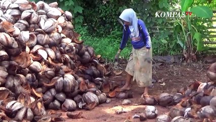 Sabut Kelapa Bisa Diekspor, Jadi Ide Bisnis di Tengah Pandemi