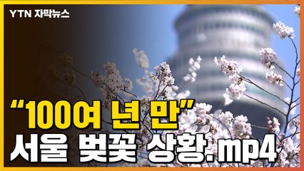[자막뉴스] 100여 년 만...기록 세운 서울 벚꽃 상황.mp4 / YTN