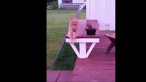 Cat Sits Like A Human