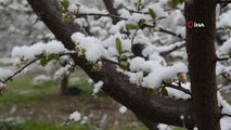 Turgutlu'da kar yağışı etkili oluyor.. Çiçek açan ağaçlar kar altında kaldı
