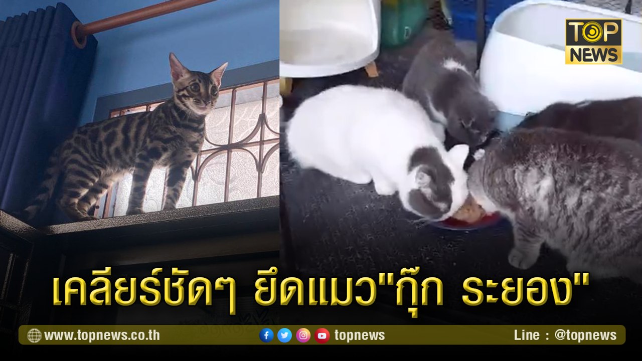 แมวของกลาง"กุ๊ก ระยอง"