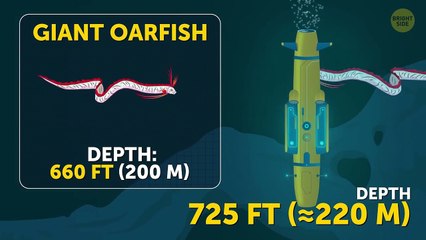 What Would a Trip to the Mariana Trench Be Like_