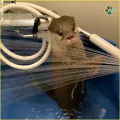 Otter take a bath so cute otters shower and Paly with water
