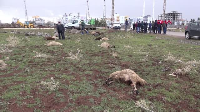 ŞANLIURFA Siverek'te kopan elektrik teline temas eden 11 koyun telef oldu