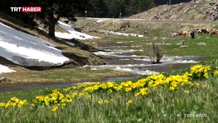 Yiyecek bulma telaşındaki ayılar kamerada