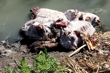 Dere yatağında çok sayıda at ve eşek kafasıyla kemikler bulundu