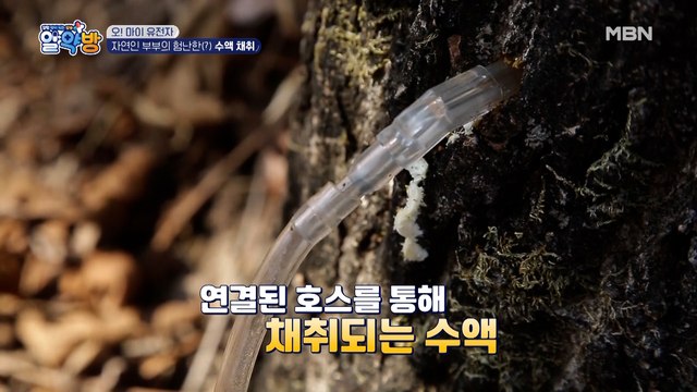 자연인 남능미 부부의 험난한(?) 수액 채취