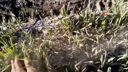 Muğla’da tedirgin eden görüntü