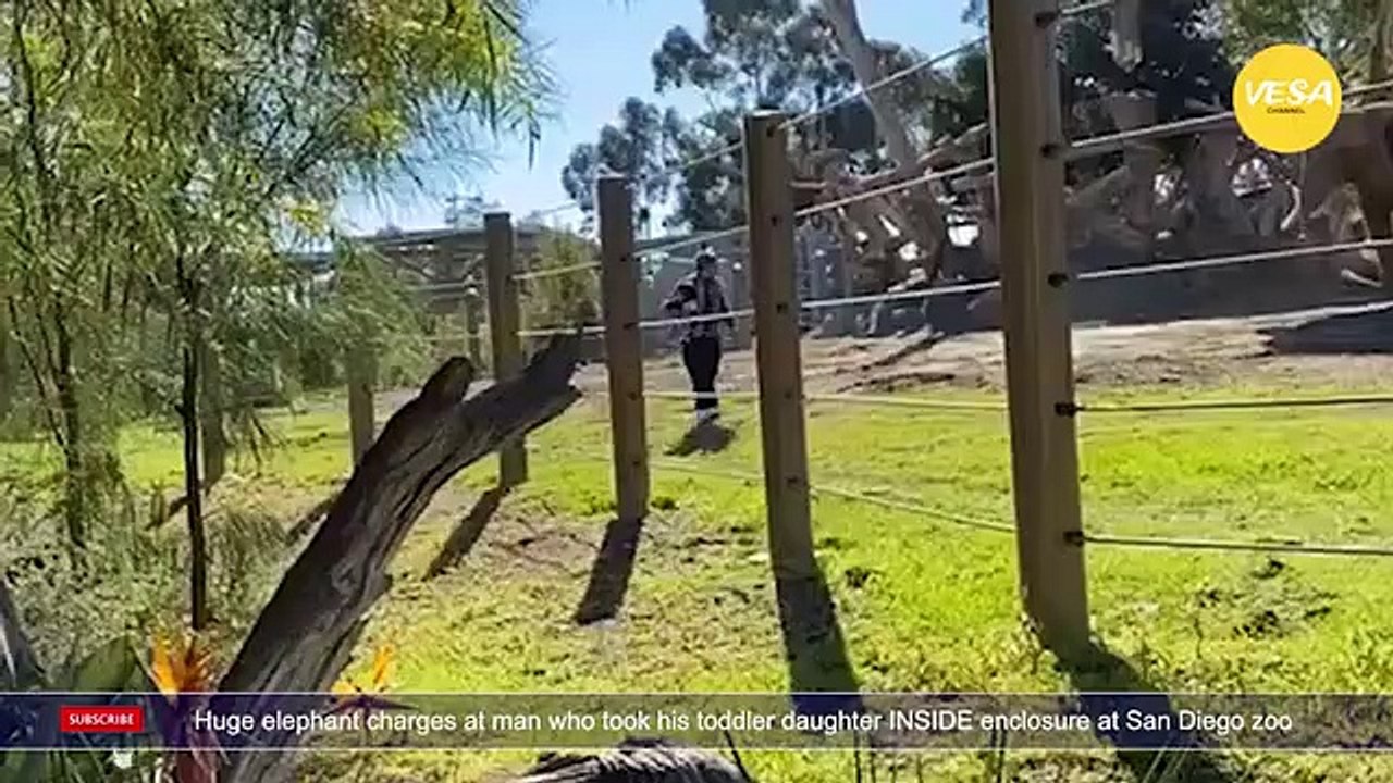 Huge elephant charges at man who took his toddler daughter INSIDE enclosure at San Diego zoo