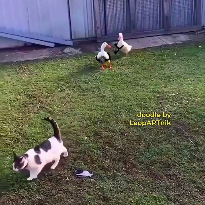 Canards paparazzi