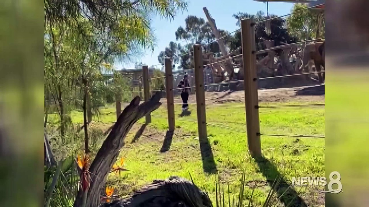 Un père et sa fille dans l'enclos des éléphants
