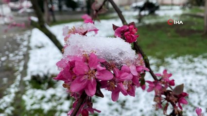 Çiçek açan ağaçlar karla kaplanınca üreticileri endişe sardı