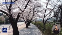 [오늘 이 뉴스] 99년 만에 가장 빠른 '서울 벚꽃'…꽃구경은 '추첨'