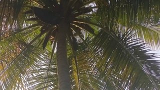 Honey in the coconut tree