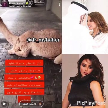 عهود العنزي تتلقى ناقة من فوز الفهد وزوجها بمناسبة البراءة