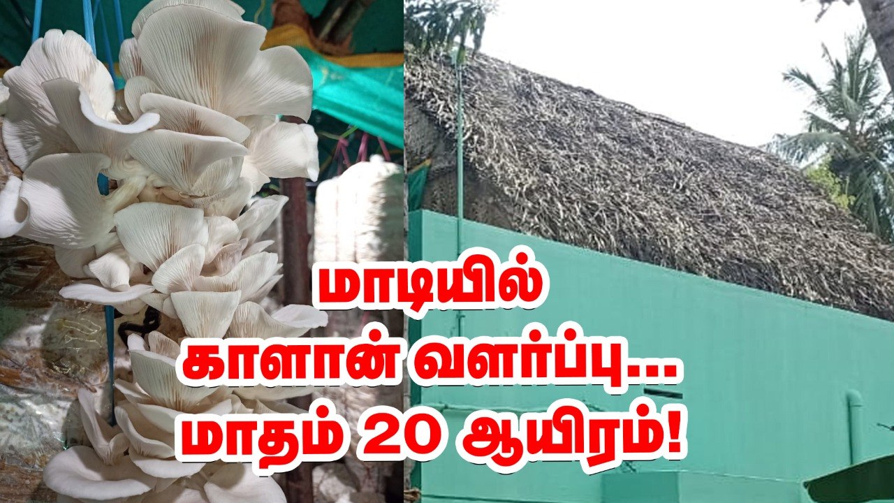 மாடியில் காளான் வளர்ப்பு.. அசத்தும் சகோதரர்கள்! #MushroomCultivationTips