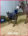 Baby donkey  funny animals videos