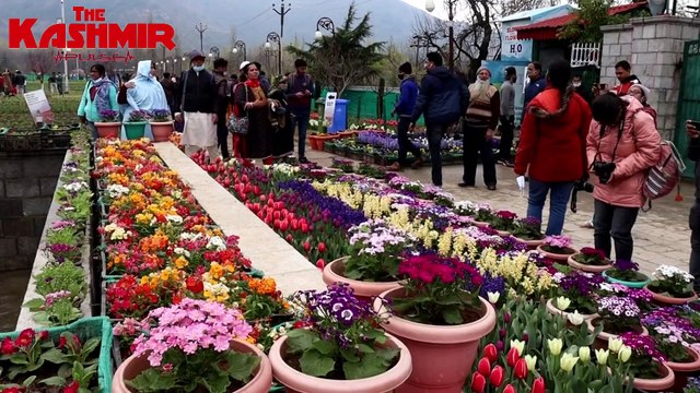 In Kashmir, Asia's biggest Tulip Garden blooms to attract tourists