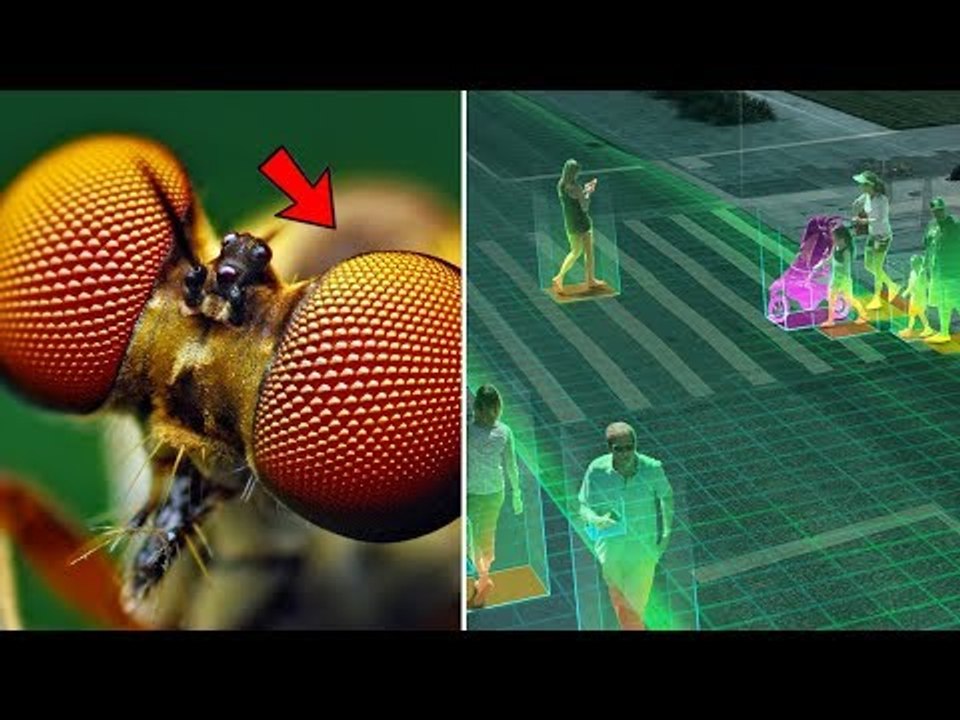 5 Teknologi Ciptaan Manusia yang Terinspirasi dari Binatang