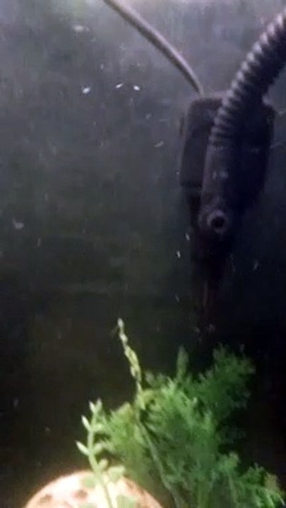 FISH IN THE AQUARIUM