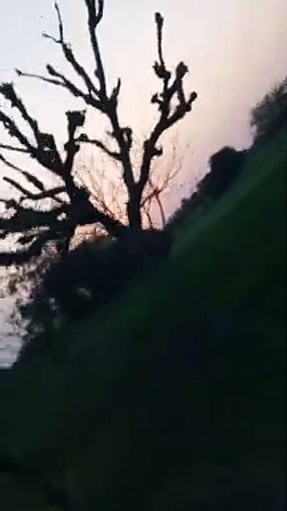 hjfcv
