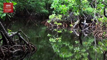'Surga kecil yang dirusak manusia’_ Hutan Perempuan di Papua