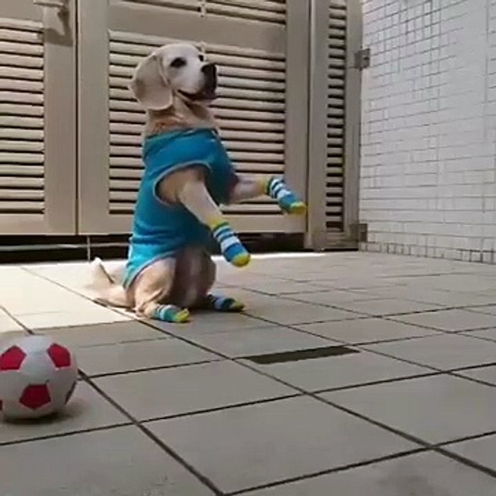 I want this puppy