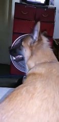Fan dog