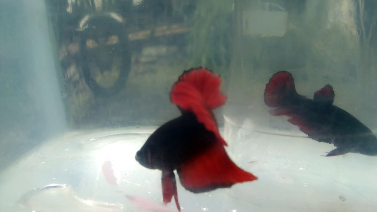halmoon betta fish